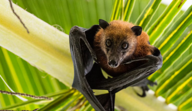 Nipah Virus Alert 2026 कोरोना के बाद अब इस नए वायरस का खतरा?