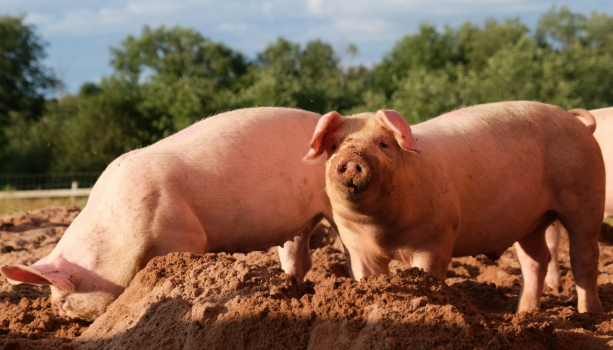 Nipah Virus Alert 2026 कोरोना के बाद अब इस नए वायरस का खतरा?